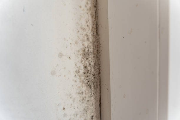 Environmental Consulting for Mold Prevention in Mayville, NY